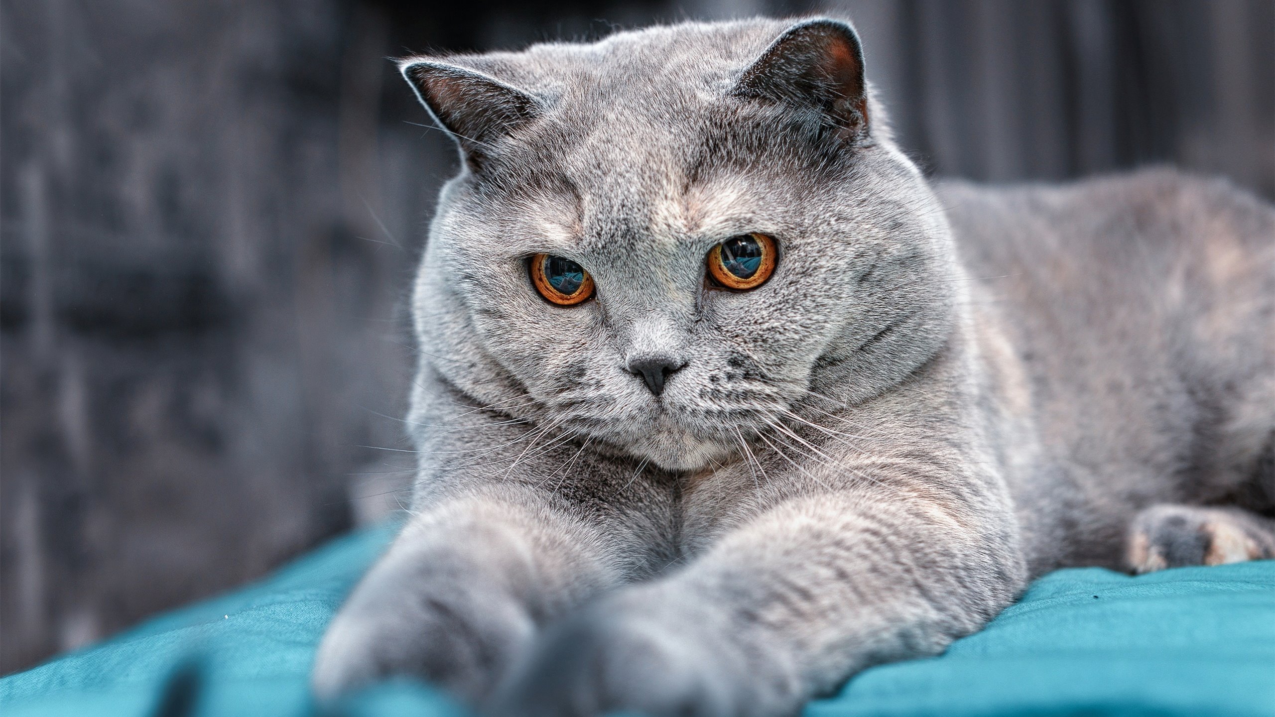 孤星耀夜，年度焦点之战，C罗用极致个人主义书写不朽篇章