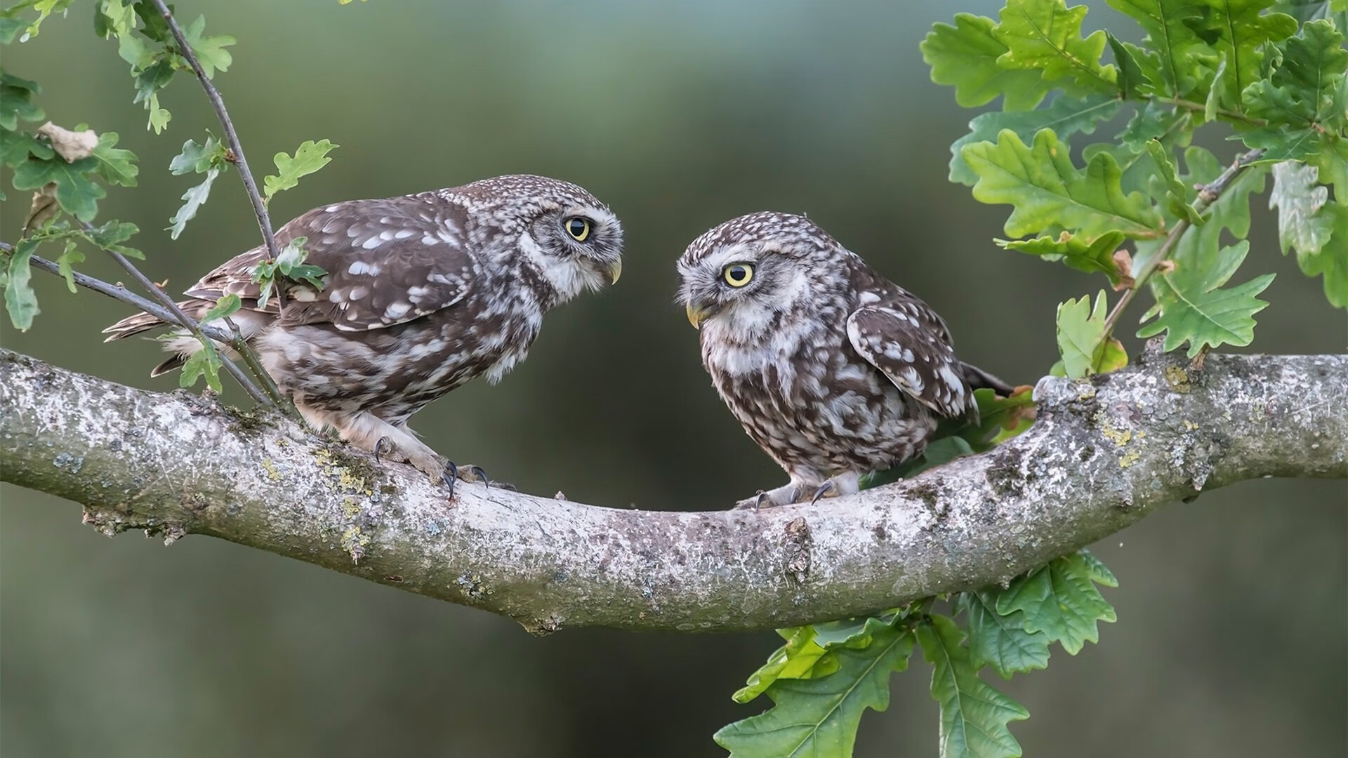 乾坤一掷定双城，哈登掌控风云，雷霆加时破吉林