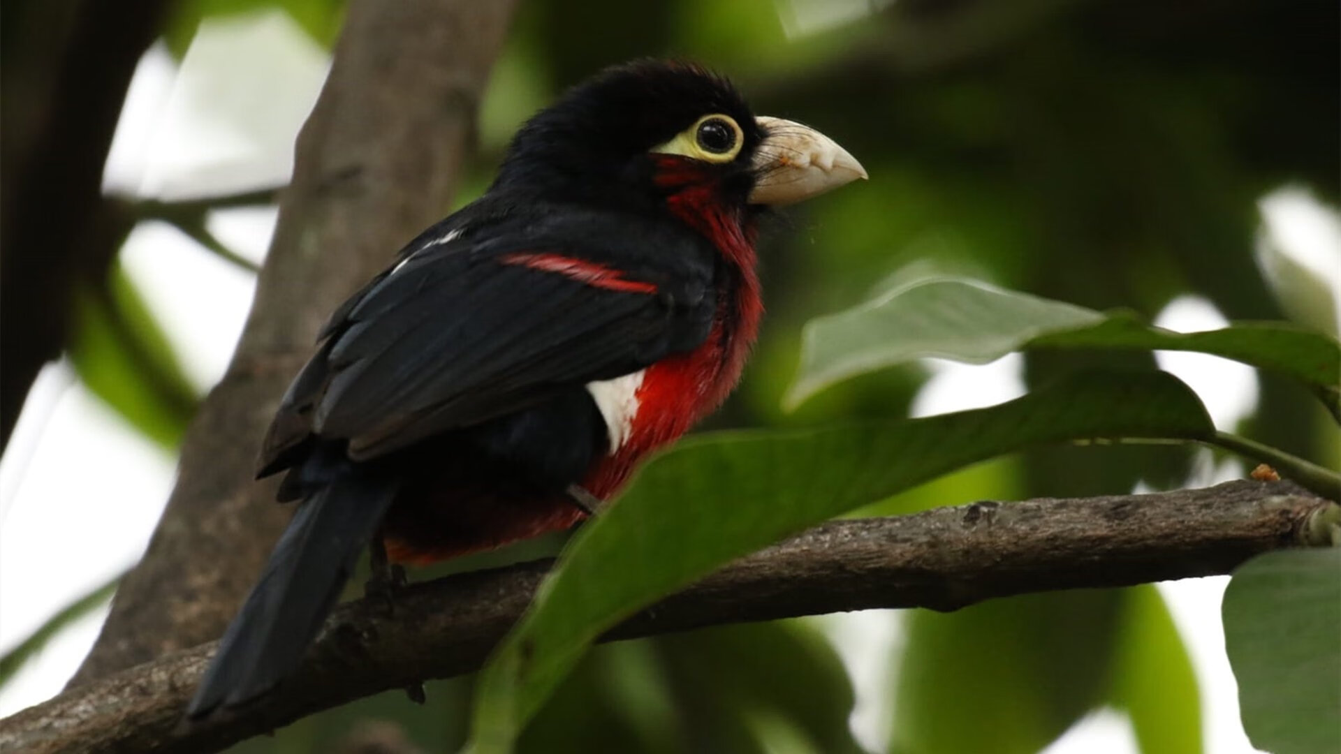 李刚仁一锤定音，皇家社会澳大利亚巅峰对决胜出