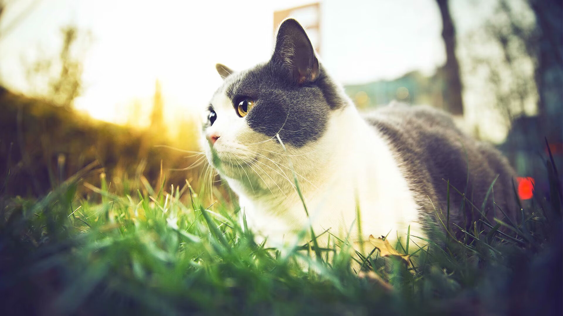 九游体育官方入口-铁幕之舞，戈麦斯献压制级演出，爱尔兰力擒安哥拉