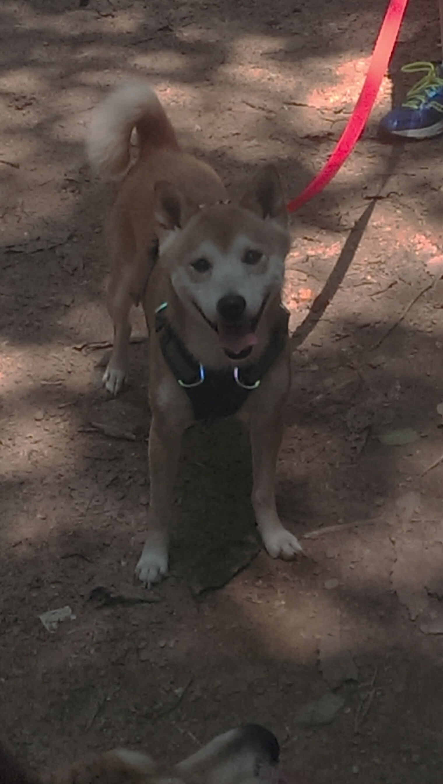 东方智慧破译美式篮球密码，浙江队如何带走独行侠，莫兰特成为关键先生